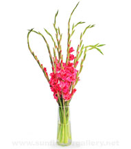 gladiolus-pink