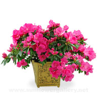 azalea-plant