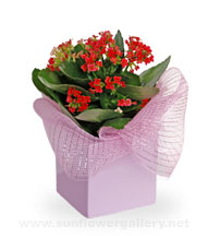 kalanchula-plant