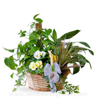 sympathy-plants-funeral