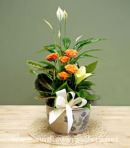 dish_garden_medium