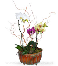 orchid-plants