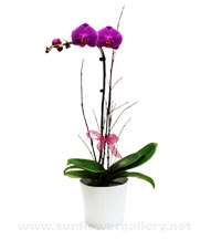 phelonopsis_orchidtable