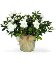 royal-azalea-white