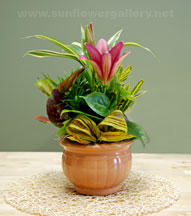dish_garden_small