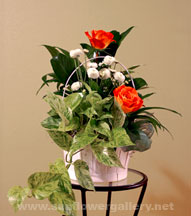 dish-garden
