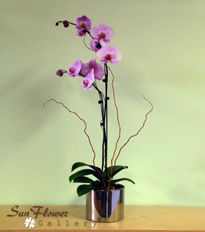 Phalaeonopsis Orchid Double